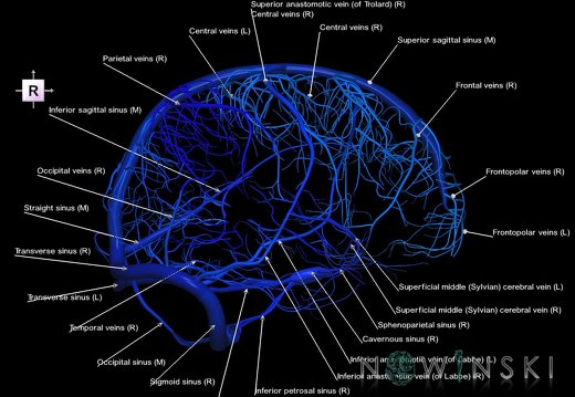 G1.T16.8.V4.C2.L1.Dural sinuses-Superficial cerebral veins