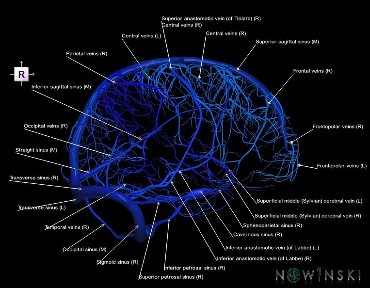 G1.T16.8.V4.C2.L1.Dural_sinuses-Superficial_cerebral_veins.tiff