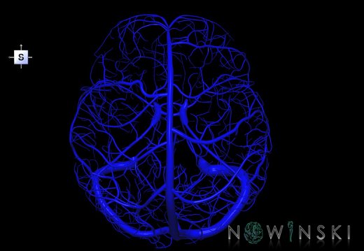 G1.T16.8.V5.C1.L0.Dural sinuses-Superficial cerebral veins