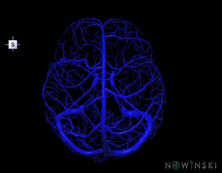 G1.T16.8.V5.C1.L0.Dural_sinuses-Superficial_cerebral_veins.tiff