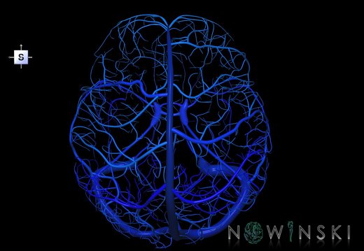 G1.T16.8.V5.C2.L0.Dural sinuses-Superficial cerebral veins