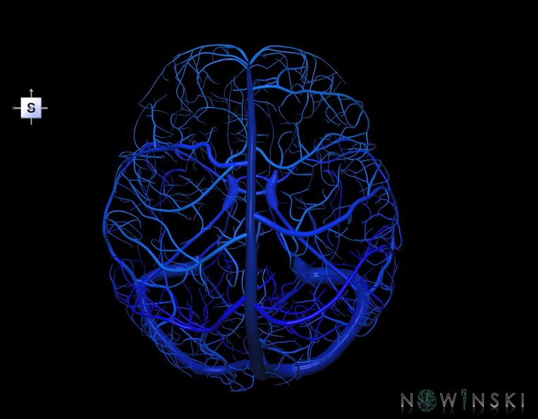 G1.T16.8.V5.C2.L0.Dural_sinuses-Superficial_cerebral_veins.tiff