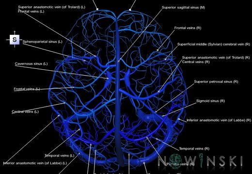 G1.T16.8.V5.C2.L1.Dural sinuses-Superficial cerebral veins