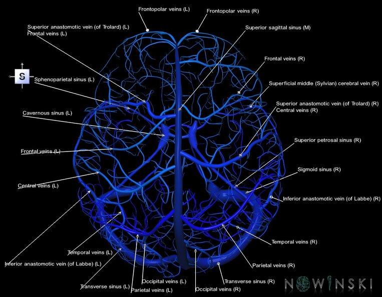 G1.T16.8.V5.C2.L1.Dural_sinuses-Superficial_cerebral_veins.tiff