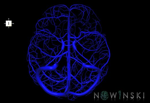 G1.T16.8.V6.C1.L0.Dural sinuses-Superficial cerebral veins