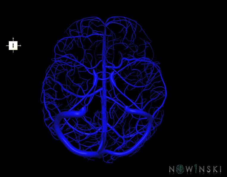 G1.T16.8.V6.C1.L0.Dural_sinuses-Superficial_cerebral_veins.tiff