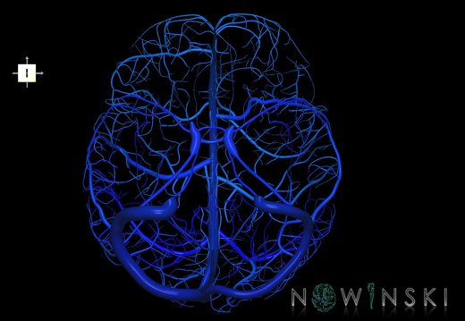 G1.T16.8.V6.C2.L0.Dural sinuses-Superficial cerebral veins