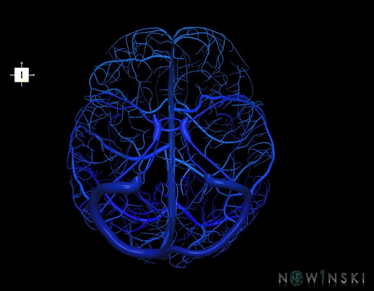 G1.T16.8.V6.C2.L0.Dural_sinuses-Superficial_cerebral_veins.tiff
