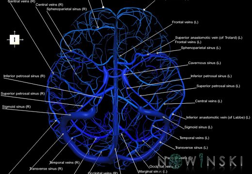 G1.T16.8.V6.C2.L1.Dural sinuses-Superficial cerebral veins