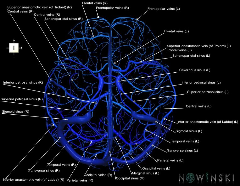 G1.T16.8.V6.C2.L1.Dural_sinuses-Superficial_cerebral_veins.tiff