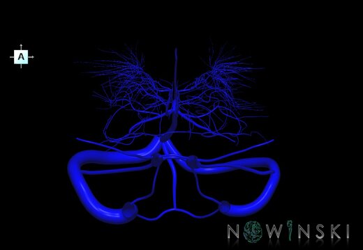 G1.T16.9.V1.C1.L0.Dural sinuses-Deep cerebral veins