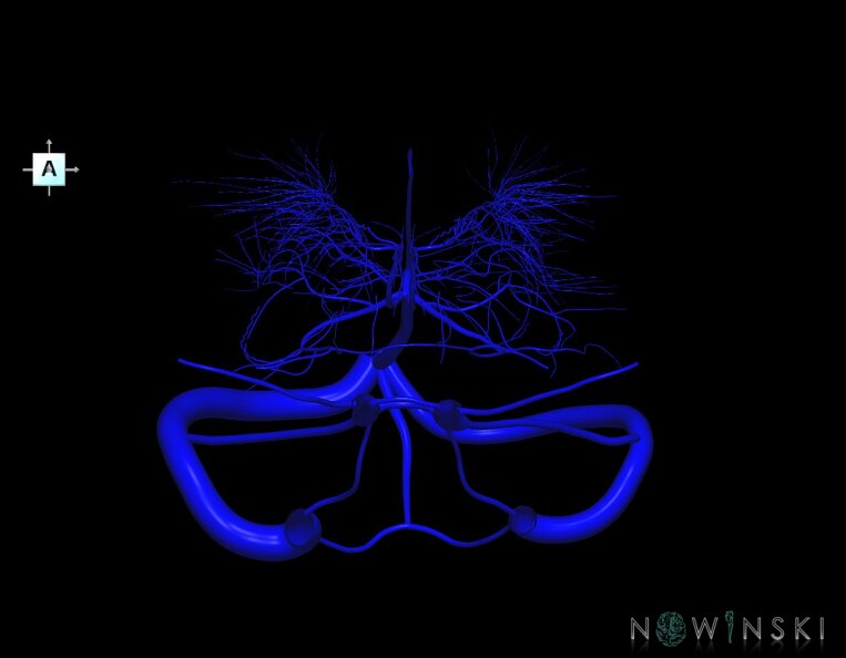 G1.T16.9.V1.C1.L0.Dural_sinuses-Deep_cerebral_veins.tiff