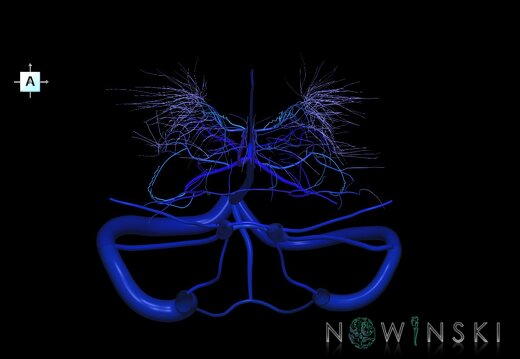 G1.T16.9.V1.C2.L0.Dural sinuses-Deep cerebral veins
