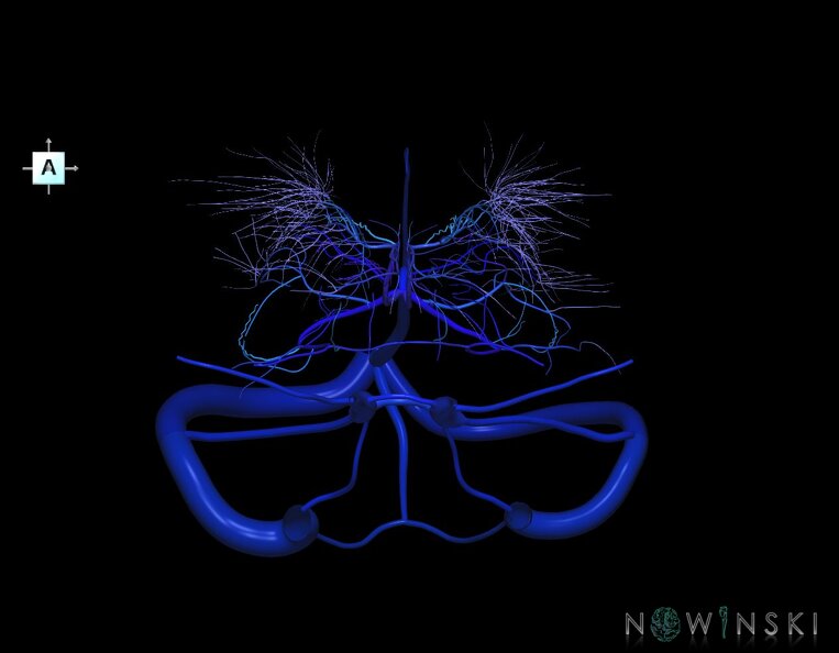 G1.T16.9.V1.C2.L0.Dural_sinuses-Deep_cerebral_veins.tiff