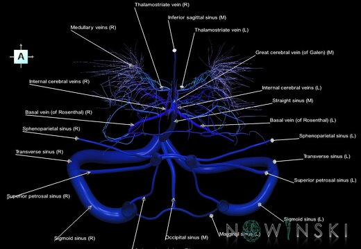 G1.T16.9.V1.C2.L1.Dural sinuses-Deep cerebral veins