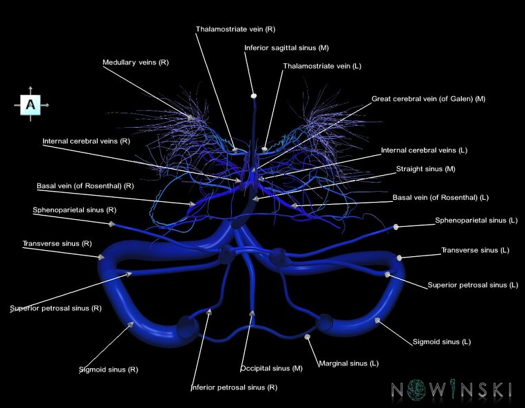 G1.T16.9.V1.C2.L1.Dural_sinuses-Deep_cerebral_veins.tiff
