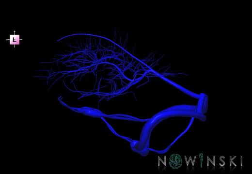 G1.T16.9.V2.C1.L0.Dural sinuses-Deep cerebral veins