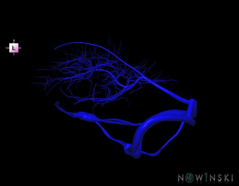 G1.T16.9.V2.C1.L0.Dural_sinuses-Deep_cerebral_veins.tiff