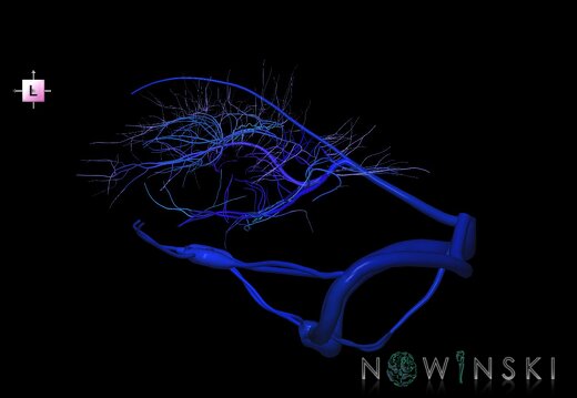 G1.T16.9.V2.C2.L0.Dural sinuses-Deep cerebral veins