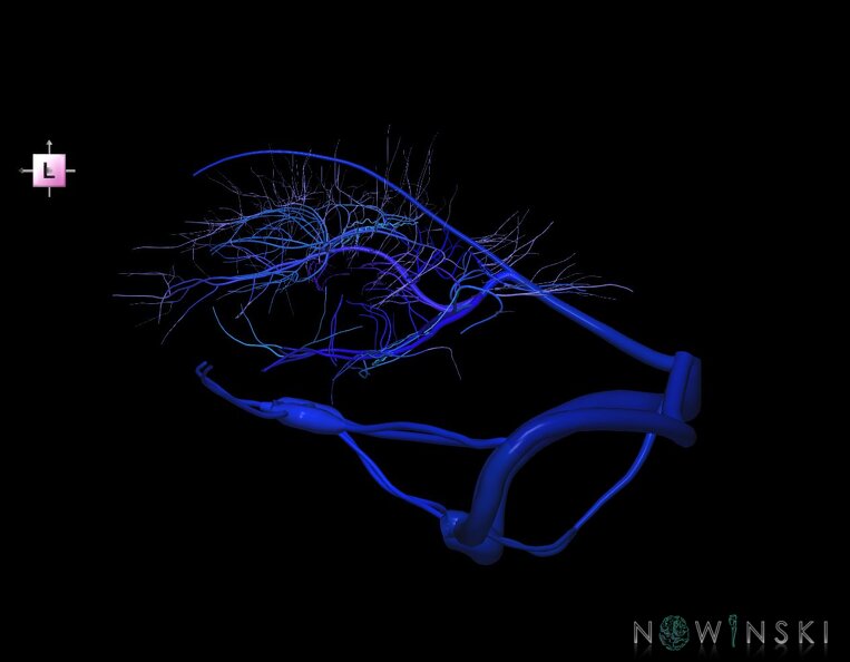 G1.T16.9.V2.C2.L0.Dural_sinuses-Deep_cerebral_veins.tiff