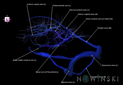 G1.T16.9.V2.C2.L1.Dural sinuses-Deep cerebral veins