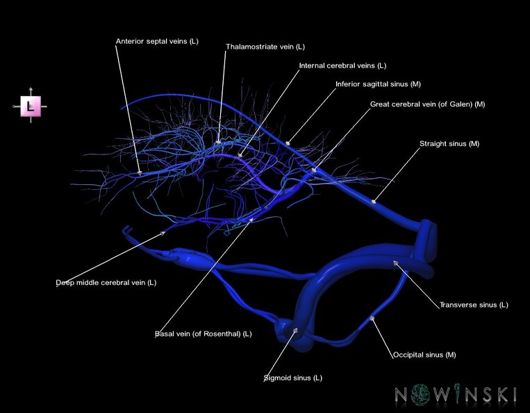 G1.T16.9.V2.C2.L1.Dural_sinuses-Deep_cerebral_veins.tiff