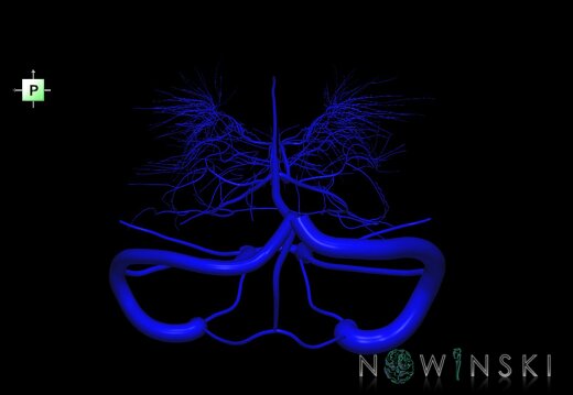 G1.T16.9.V3.C1.L0.Dural sinuses-Deep cerebral veins