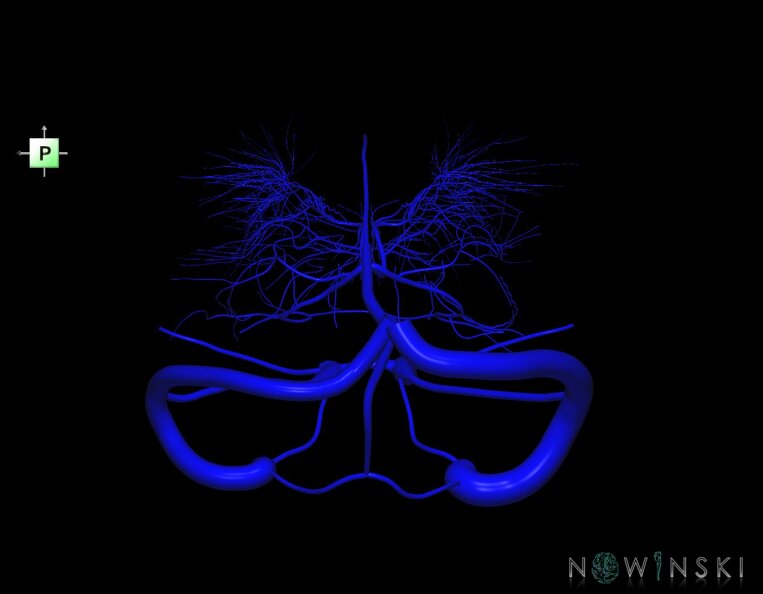 G1.T16.9.V3.C1.L0.Dural_sinuses-Deep_cerebral_veins.tiff