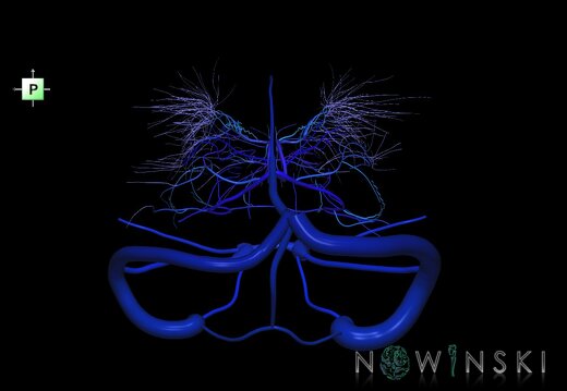 G1.T16.9.V3.C2.L0.Dural sinuses-Deep cerebral veins