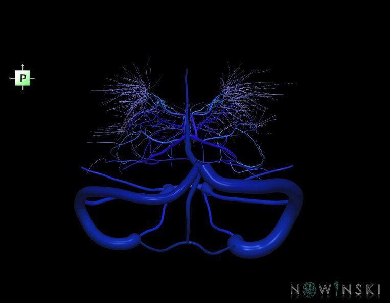 G1.T16.9.V3.C2.L0.Dural_sinuses-Deep_cerebral_veins.tiff