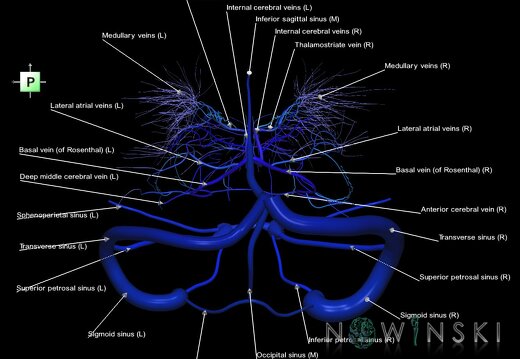 G1.T16.9.V3.C2.L1.Dural sinuses-Deep cerebral veins