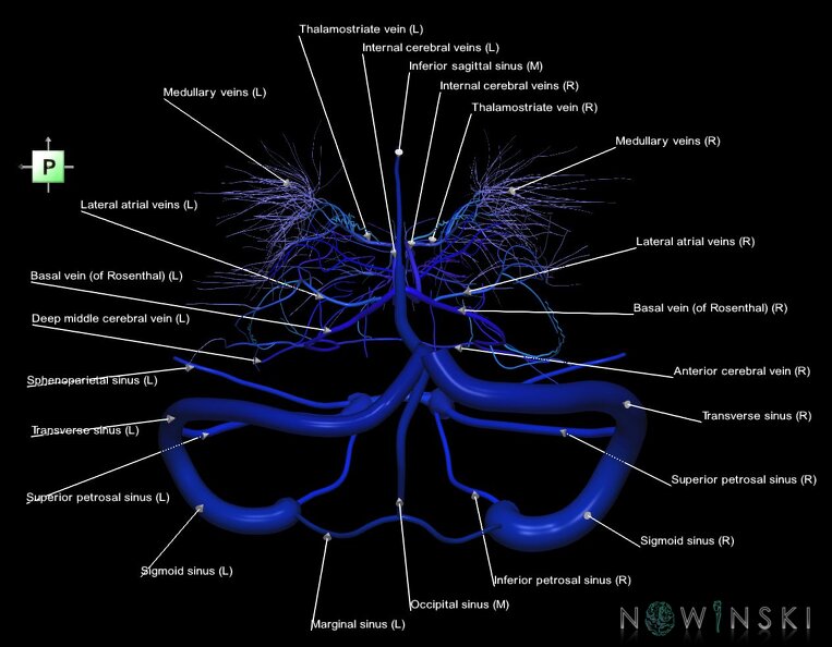 G1.T16.9.V3.C2.L1.Dural_sinuses-Deep_cerebral_veins.tiff