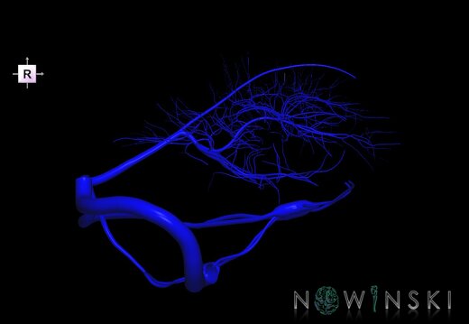 G1.T16.9.V4.C1.L0.Dural sinuses-Deep cerebral veins