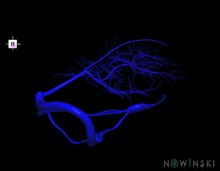 G1.T16.9.V4.C1.L0.Dural_sinuses-Deep_cerebral_veins.tiff
