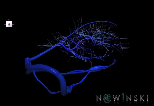 G1T16.9.DuralSinuses-DeepCerebralVeins