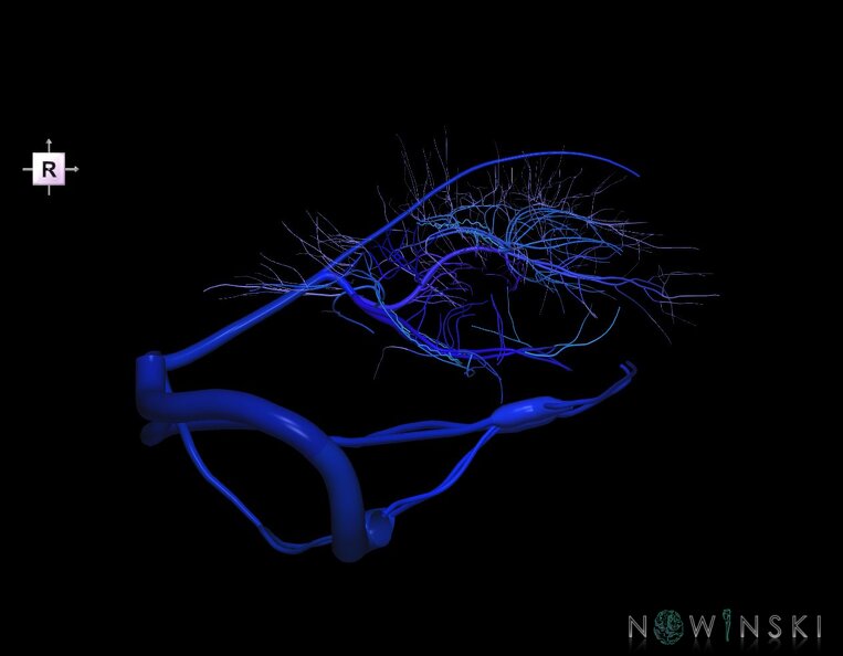 G1.T16.9.V4.C2.L0.Dural_sinuses-Deep_cerebral_veins.tiff