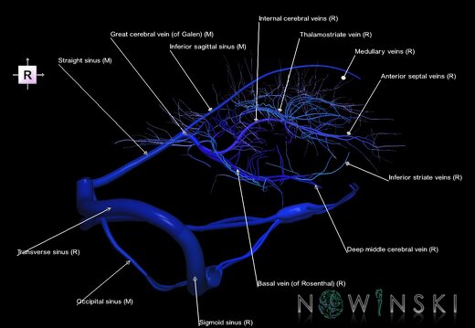 G1.T16.9.V4.C2.L1.Dural sinuses-Deep cerebral veins