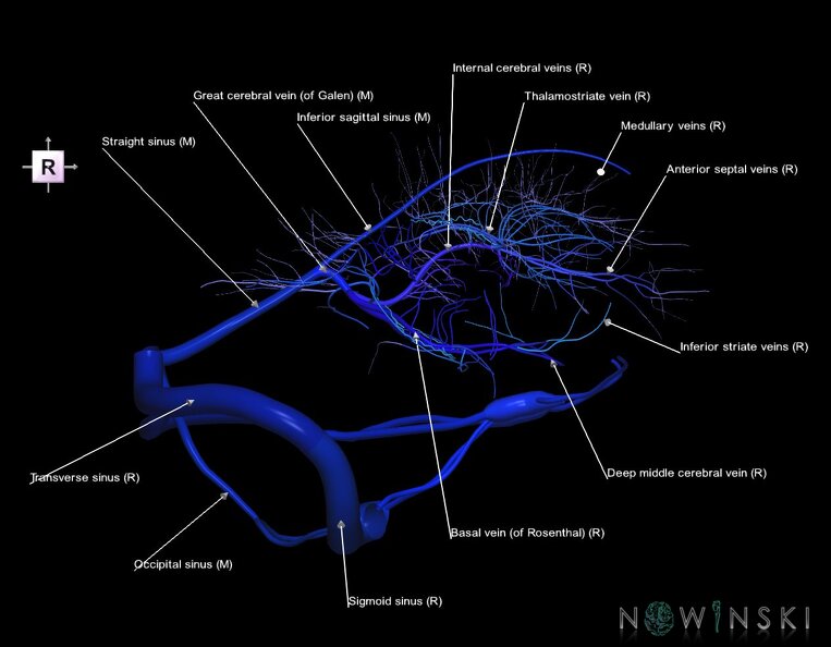 G1.T16.9.V4.C2.L1.Dural_sinuses-Deep_cerebral_veins.tiff