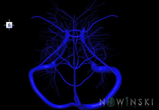 G1.T16.9.V5.C1.L0.Dural sinuses-Deep cerebral veins