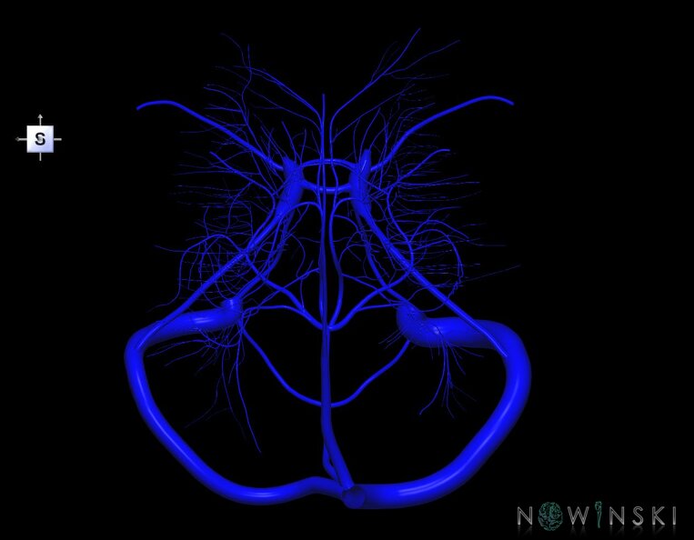 G1.T16.9.V5.C1.L0.Dural_sinuses-Deep_cerebral_veins.tiff
