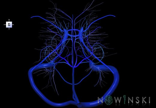 G1.T16.9.V5.C2.L0.Dural sinuses-Deep cerebral veins