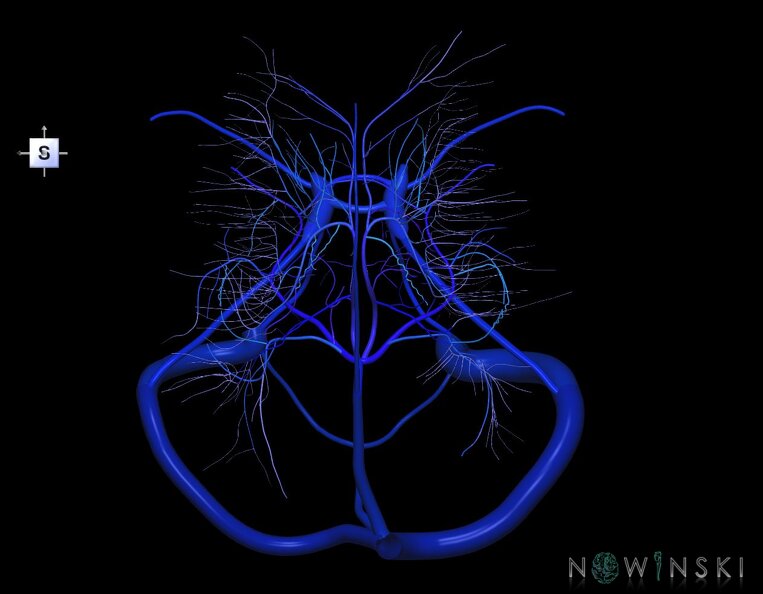 G1.T16.9.V5.C2.L0.Dural_sinuses-Deep_cerebral_veins.tiff