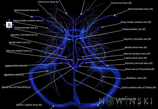 G1.T16.9.V5.C2.L1.Dural sinuses-Deep cerebral veins