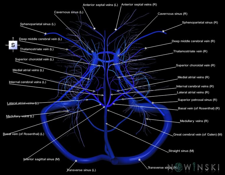 G1.T16.9.V5.C2.L1.Dural_sinuses-Deep_cerebral_veins.tiff