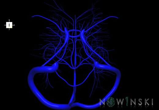 G1.T16.9.V6.C1.L0.Dural sinuses-Deep cerebral veins