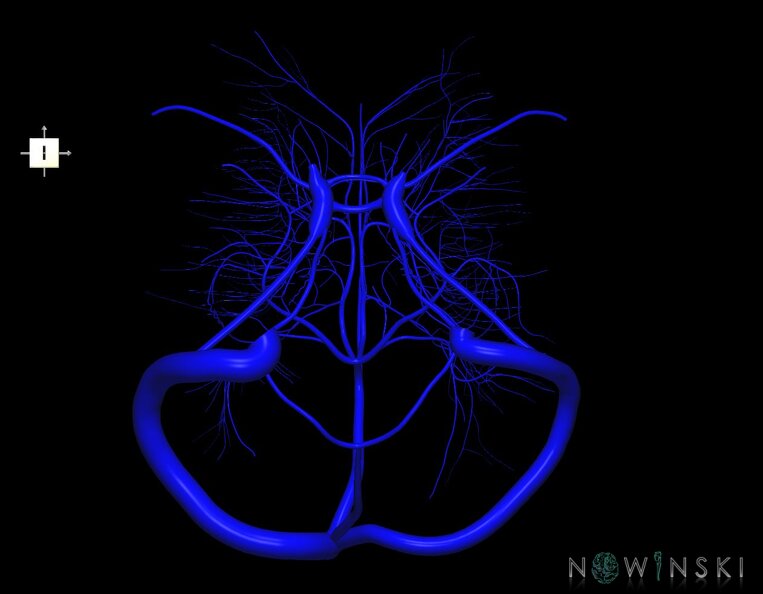 G1.T16.9.V6.C1.L0.Dural_sinuses-Deep_cerebral_veins.tiff
