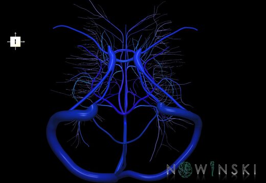 G1.T16.9.V6.C2.L0.Dural sinuses-Deep cerebral veins