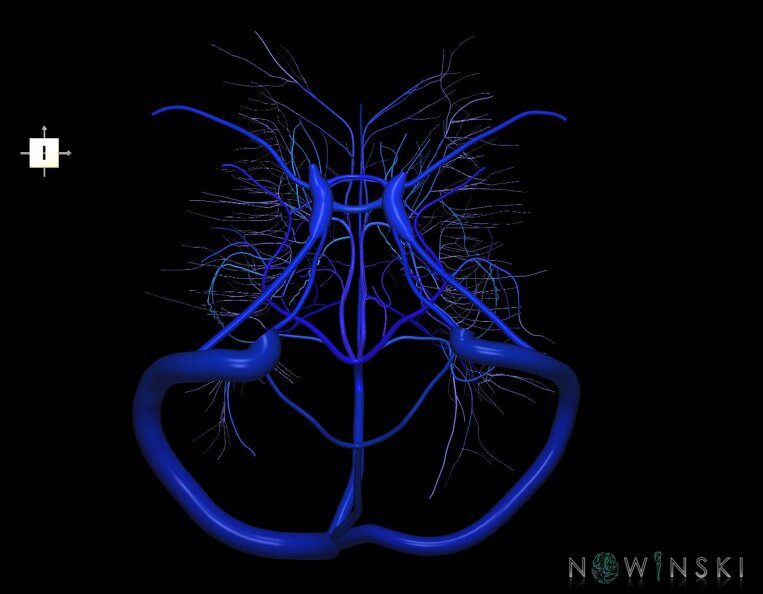 G1.T16.9.V6.C2.L0.Dural_sinuses-Deep_cerebral_veins.tiff