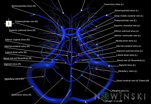 G1.T16.9.V6.C2.L1.Dural sinuses-Deep cerebral veins