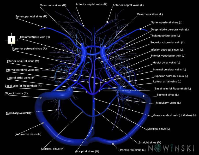 G1.T16.9.V6.C2.L1.Dural_sinuses-Deep_cerebral_veins.tiff